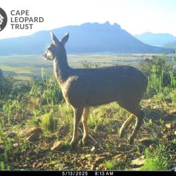 Klipspringer